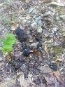 Bear scat